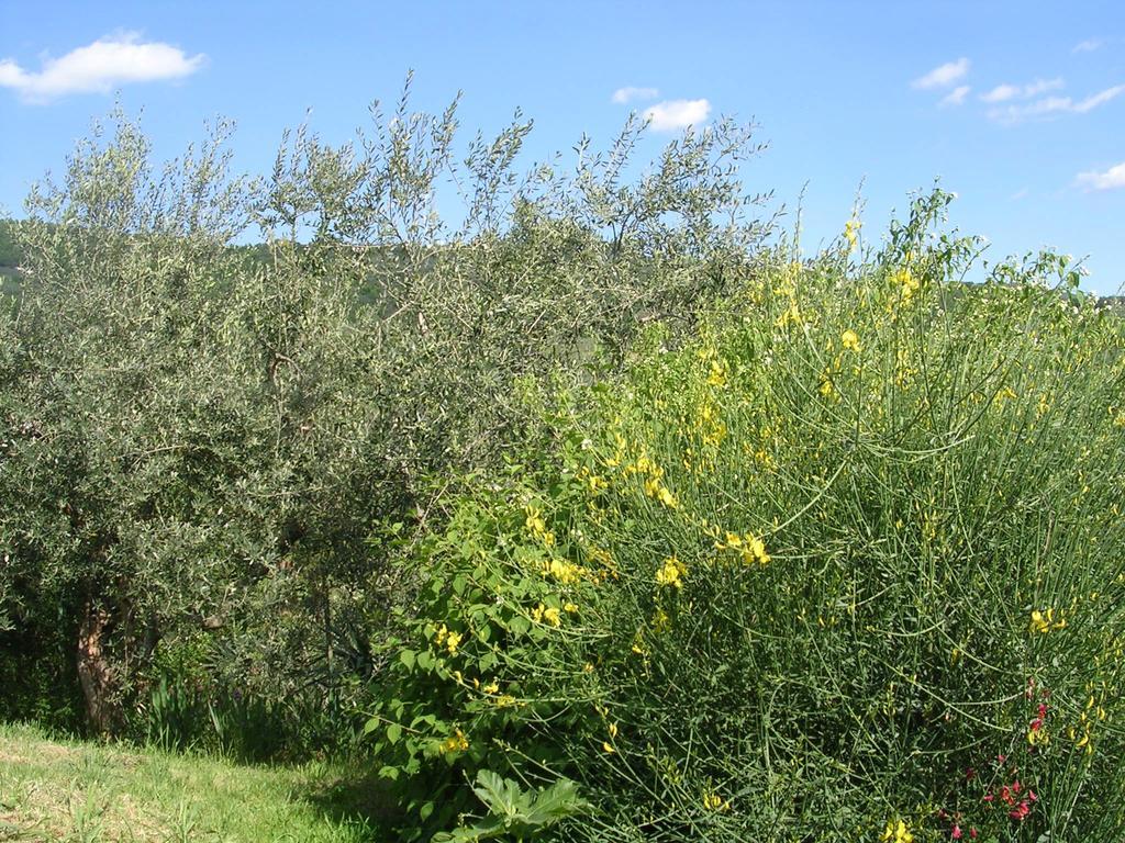 Guardalaluna Villa Pian di Scò Eksteriør billede